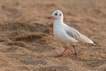 Seagull on the beach in the morning light of the sun