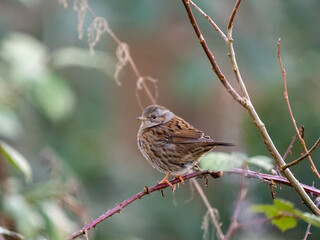 Heckenbraunelle (Prunella modularis)