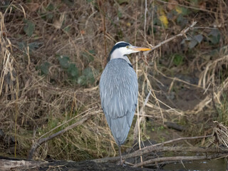 Graureiher (Ardea cinerea)