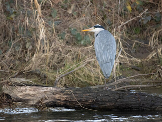 Graureiher (Ardea cinerea)