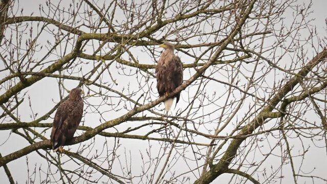 White-tailed eagle or Sea Eagle pair sitting high up in a tree during a winter day.