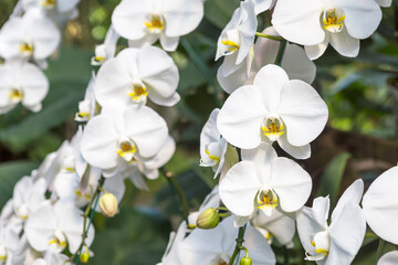 Naklejka na ściany i meble Beautiful white orchid garden, outdoor day light, spring season, tropical garden