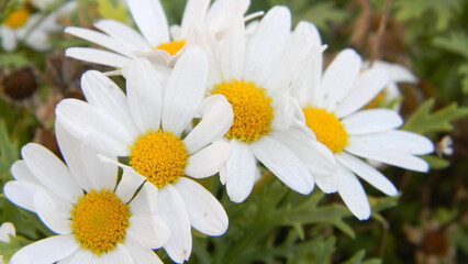 Daisies close-up on a green background in the field, white wild flowers, in the garden, beauty in the park