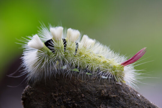 Calliteara pudibunda, the pale tussock, is a moth of the family Erebidae. Caterpillar Calliteara pudibunda - perfect macro details in the natural environment.