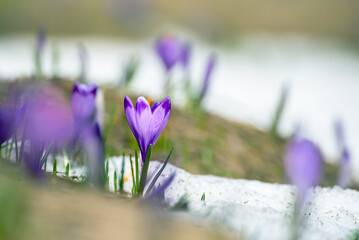 Spring crocus flowers in the snow, Easter background