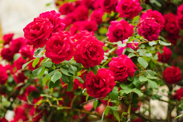 Beautiful fresh roses in nature. Natural background, large inflorescence of roses on a garden bush. A close-up of rose bush with flowering red roses