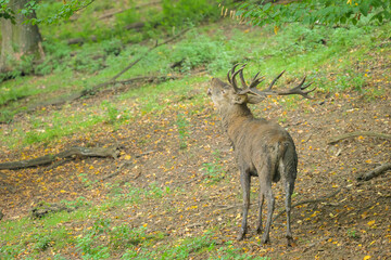 A stag in a park in autumn