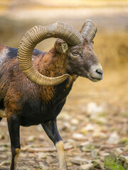 A European mouflon in a park in autumn