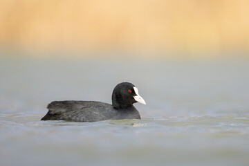 A Eurasian Coot swimming on a lake