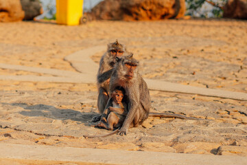 Monkey family with baby macaque on the streets of Bali, Indonesia