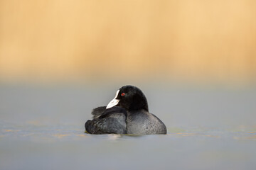 A Eurasian Coot swimming on a lake