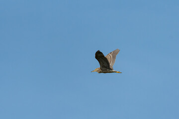 A juvenile black crowned night heron in flight