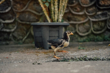 Baby chicken running in front of old village building in Bali, Indonesia