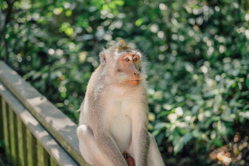 Profile portrait of curious macaque monkey in Monkey Forest, Ubud, Bali, Indonesia.