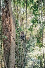 Climbing macaque monkey in vines in Monkey Forest, Ubud, Bali, Indonesia.