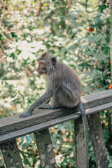 Curious thoughtful macaque monkey pondering on railing in Monkey Forest, Ubud, Bali, Indonesia.