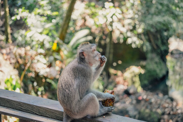 Naklejka na ściany i meble Curious thoughtful macaque monkey pondering on railing in Monkey Forest, Ubud, Bali, Indonesia.