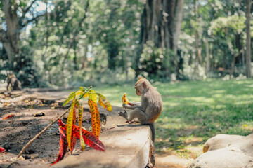 Curious macaque monkey eating banana in Monkey Forest, Ubud, Bali, Indonesia.