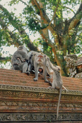 Monkey family with baby macaque in Monkey Forest, Ubud, Bali, Indonesia