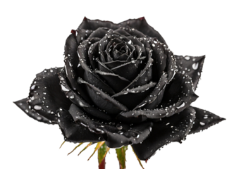 single dewy black rose on transparent background. rose png clipping path