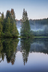 Spruce Trees Reflecting in Small Hidden Lake in the forest with morning fog - 730858205