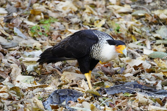 The crested caracara (Caracara plancus), also known as the Mexican eagle, is a bird of prey in the family Falconidae. Here eating a constrictor snake, in the northwest of Costa Rica.