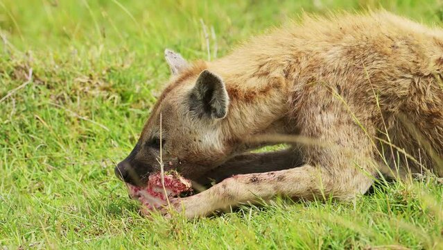 Scavenger Hyena feeding on the bones of animal prey, ripping meat and fur from carcus in close up of African Wildlife in Maasai Mara National Reserve, Kenya