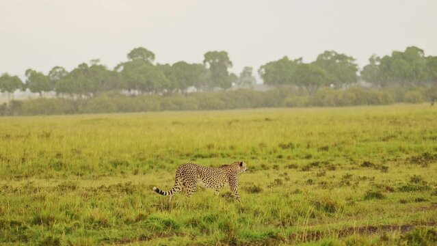 Slow Motion Shot of Cheetah roaming the Maasai Mara landscape, prowling through the lush grasslands of the savannah savanna, African Wildlife in Maasai Mara National Reserve, Kenya