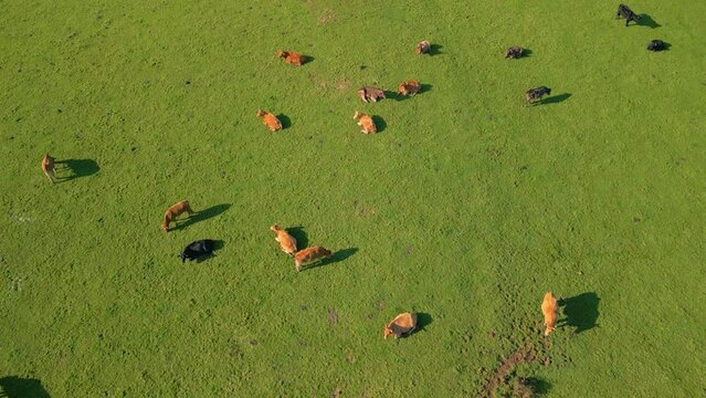 Aerial view of a drove of domestic cattle in a pasture in the countryside in Zas, A Coruna, Spain