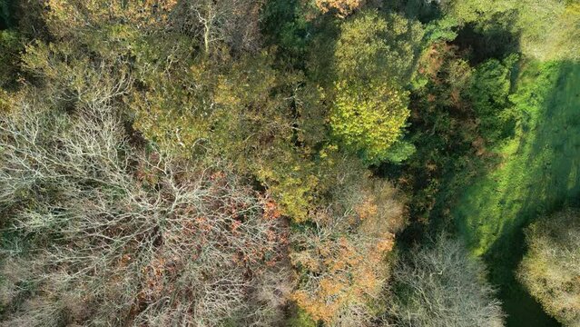 Drone shot of the leafless trees and colorful plants during autumn season in Zas, La Coruna, Spain.