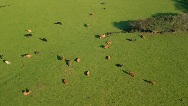 Aerial view of domestic cattle  in a green pasture in the countryside of Zas, A Coruna, Spain