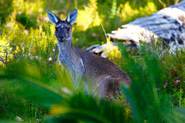Western Grey Kangaroo, Margaret River, Western Australia. © Jenny Grewal
