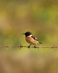 pajarito posado en alambre de espino