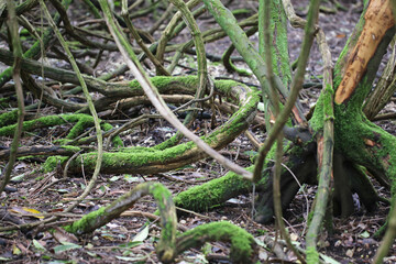 Old branches covered in moss, taken near Salisbury, England.