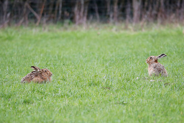 A pair of European Hares in short grass