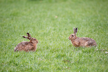 A pair of European Hares in short grass.