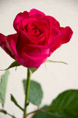 赤いバラ
