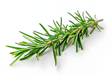 Fototapeta premium pine branches with white background