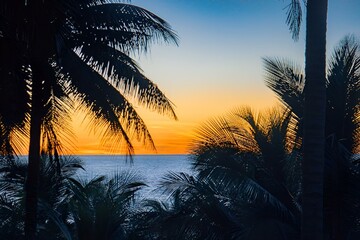Silhouette of palm trees by the Atlantic Ocean, in Ghana, Africa