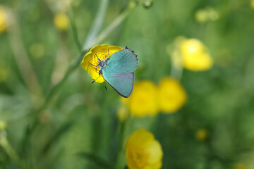 Green Hairstreak, Callophrys rubi, butterfly from Finland