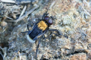 Mesembrina mystacea, a colorful fly just hatched from cow dung