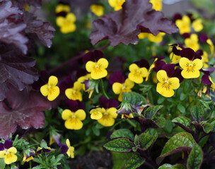 Yellow-purple pansies close-up. Macro. Flowers