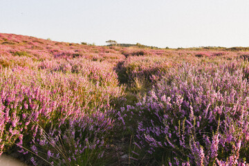 Scenic view of September field heaths in Holland