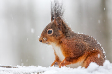 Closeup of a squirrel perched on a snowy tree branch