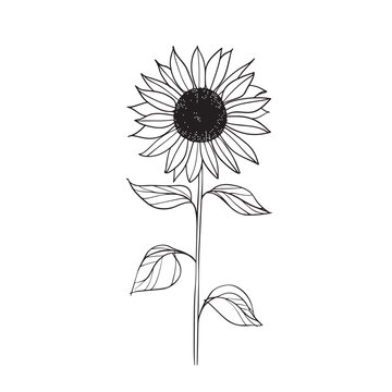 Elegant line drawing of a summer sunflower. Illustration for invites and cards