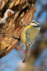 Blue Tit in Winter