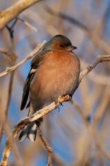 Chaffinch on a Snowy Branch