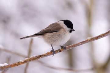 Marsh Tit on a Branch