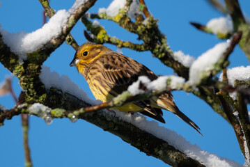Yellowhammer Eating Snow