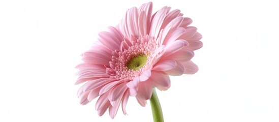 Fototapeta premium A close-up of a pink flower on a white background, showcasing the vibrant petals of a flowering plant.